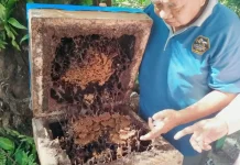Melirik Manisnya Peluang Budidaya dan Bisnis Lebah Madu