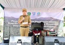 Wabup Tapsel Buka Penanaman Perdana Agroforestri