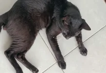 Waspadai jika Kucing Mengeluarkan Air Liur Berlebihan