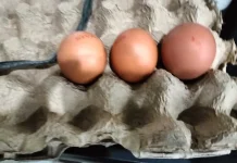 Memilih Telur yang Baik, Kunci Mendapatkan Bahan Pangan Berkualitas