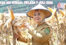 Panen Raya Jagung di Kabupaten Langkat Perkuat Swasembada Pangan