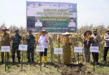 OJK Sumut Perkuat Akses Pembiayaan Sektor Pertanian Jagung di Langkat