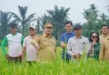 Bupati Batu Bara Tinjau Program Pertanian Modern PM-AAS