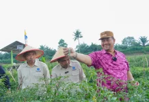 IPB dan Pemkab Batu Bara Kembangkan Varietas Cabai "Bahagia"