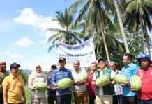 Kelompok Tani Mustahik Binaan Baznas Tapsel Panen Perdana Semangka