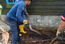 Damkar Tanjungbalai Evakuasi Ular Piton Tiga Meter di Samping Rumah Warga