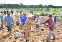 Pemkab Samosir Salurkan Lima Ton Bibit Kentang ke Petani