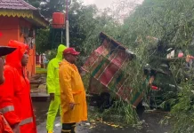 Cuaca Ekstrem, Pemko Binjai, Evakuasi Pohon Tumbang dan Tangani Korban