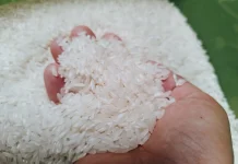 Cara Mencuci Beras yang Tepat agar Kandungan Gizi Tidak Hilang