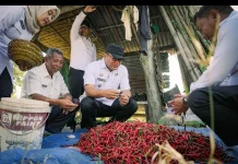 Panen Cabai di Payabakung, Bupati Pastikan Dukungan ke Petani Diperkuat