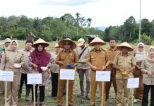 Perkuat Gerakan 10.000 Hektare Jagung, Pemkab Tapsel Tanam Perdana di Arse