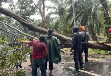 Hujan Lebat Disertai Angin Kencang Picu Pohon Tumbang dan Genangan Air