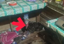 Tim Damkar Evakuasi Ular Sanca Batik Lima Meter dari Dapur Rumah Warga
