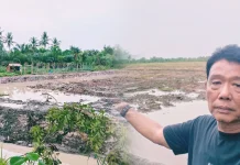 Kelompok Tani Sehati Rancang Wisata Sawah di Tanjungbalai