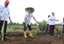 Babak Baru Investasi Dari Parbuluan, Kopi Dairi Menatap Pasar Dunia