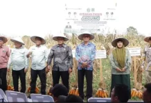 Panen Jagung di Tunggurono Dorong Ketahanan Pangan dan Kesejahteraan Petani