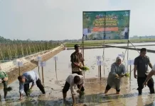 Babinsa Koramil 04 Talawi Ikuti Gerakan Tanam Serentak 50.000 Hektare Sawah