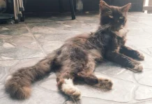 Kucing Tiba-tiba Menggigit? Ini Penyebabnya