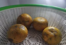 Bolehkah Menyimpan Jeruk di Kulkas?