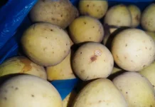 Konsumsi Buah Duku Bantu Kontrol Kenaikan Berat Badan