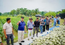Panen Perdana Melon Batu Bara Capai 25 Ton