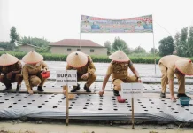 Keinginan Petani Terwujud, Tanam Bawang Bersama di Demplot Tanjung Morawa