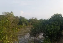 Komitmen Kelompok Tani Jaga Mangrove Dilindungi meski Jalani Tantangan