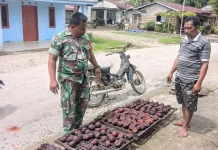Babinsa Koramil 03/Parongil Pantau Perkembangan Gambir di Bongkaras