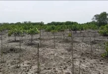Realisasi PPIU M4CR Sumatera Utara dalam Pelaksanaan Rehabilitasi Mangrove