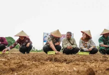 Bawang Merah Mulai Dikembangkan di Namorambe