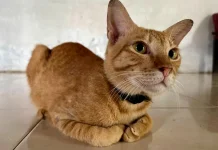 7 Negara yang Punya Tradisi Menghormati Kucing, dari Mesir hingga Jepang