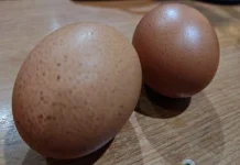 Manfaat Telur Rebus bagi Kesehatan Tubuh