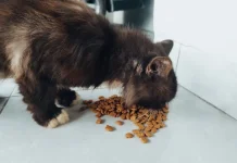 Catat! Begini Cara Menyimpan Makanan Kucing