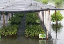 BBKSDA Rehabilitasi Ekosistem Mangrove, GalakkanPembibitan