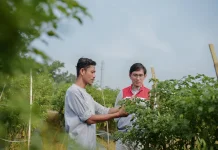Pulih Pasca Banjir, Kelompok Tani Pertamina EP Rantau Panen Cabai