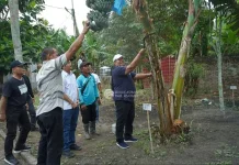Bupati Asahan Panen Perdana Pisang Kepok Abu Hijau Surya