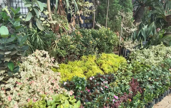 Tanaman Hijau Jadi Pilihan, Warga Semakin Peduli Lingkungan dan Kesehatan