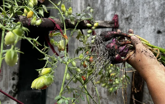 Urban Farming Jadi Solusi Warga Kota, Hemat Belanja hingga Redakan Stres