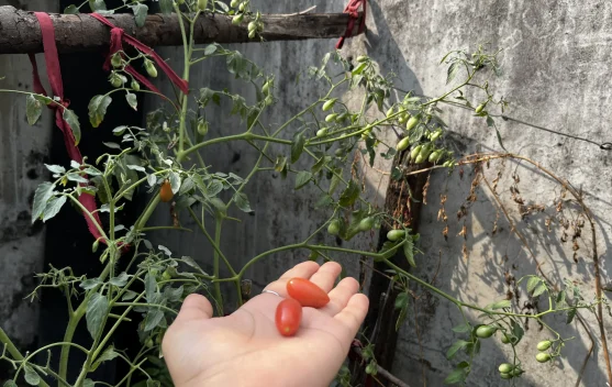 Urban Farming, Langkah Sederhana Jaga Kesehatan di tengah Hiruk-Pikuk Kota