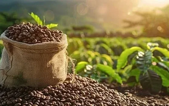 Simfoni Kopi Karo, Bangkit dari Abu Vulkanik menuju Cangkir Dunia