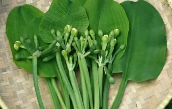 Daun Genjer, Sayuran Lokal Sederhana dengan Segudang Manfaat Kesehatan