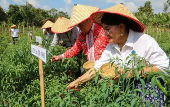 Petani Cabai Pematangsiantar Harap Dukungan Modal dan Alat Pertanian