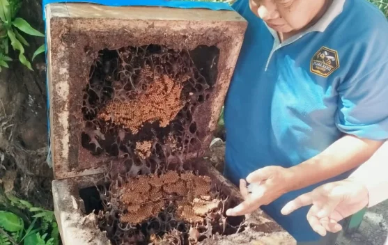 Melirik Manisnya Peluang Budidaya dan Bisnis Lebah Madu