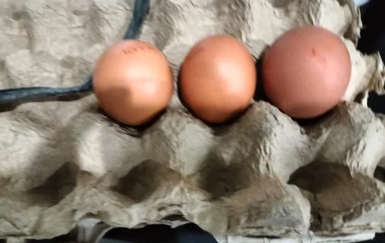 Memilih Telur yang Baik, Kunci Mendapatkan Bahan Pangan Berkualitas
