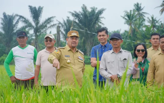 Bupati Batu Bara Tinjau Program Pertanian Modern PM-AAS