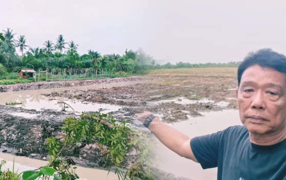 Kelompok Tani Sehati Rancang Wisata Sawah di Tanjungbalai