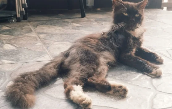 Kucing Tiba-tiba Menggigit? Ini Penyebabnya