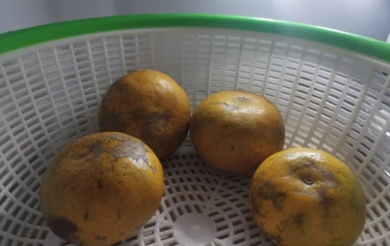 Bolehkah Menyimpan Jeruk di Kulkas?