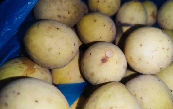 Konsumsi Buah Duku Bantu Kontrol Kenaikan Berat Badan