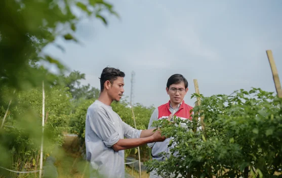 Pulih Pasca Banjir, Kelompok Tani Pertamina EP Rantau Panen Cabai